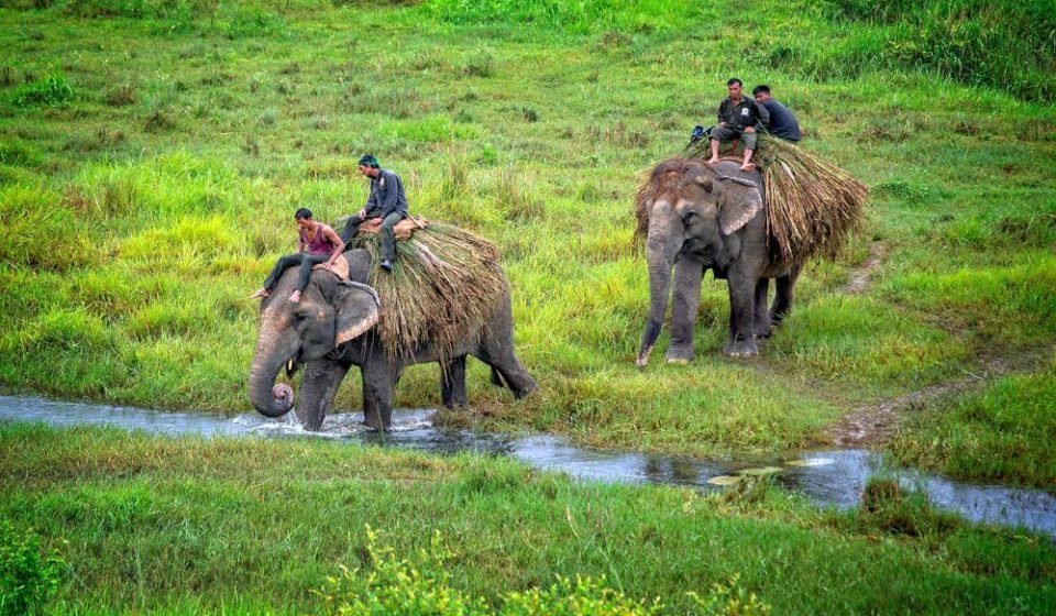 Elephant Back Safari in Chitwan National Park