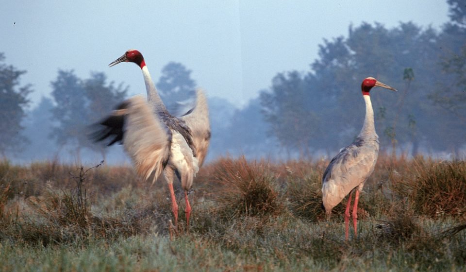 Sarus Crane in Koshi Tappu, Nepal tour package
