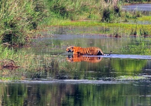 Elusive Bengal Tiger in Bardia National Park