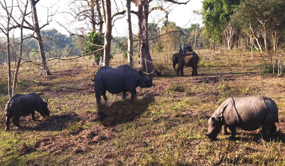 View Of Endangered One-Horned Rhino During Elephant Back Safari In Chitwan