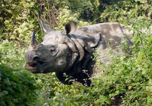 Spotting One-Horned Rhinoceros In Chitwan National Park During Nepal Tour