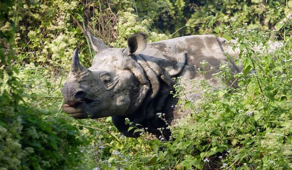 Spotting One-Horned Rhinoceros In Chitwan National Park During Nepal Tour