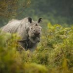 golden triangle nepal tour package